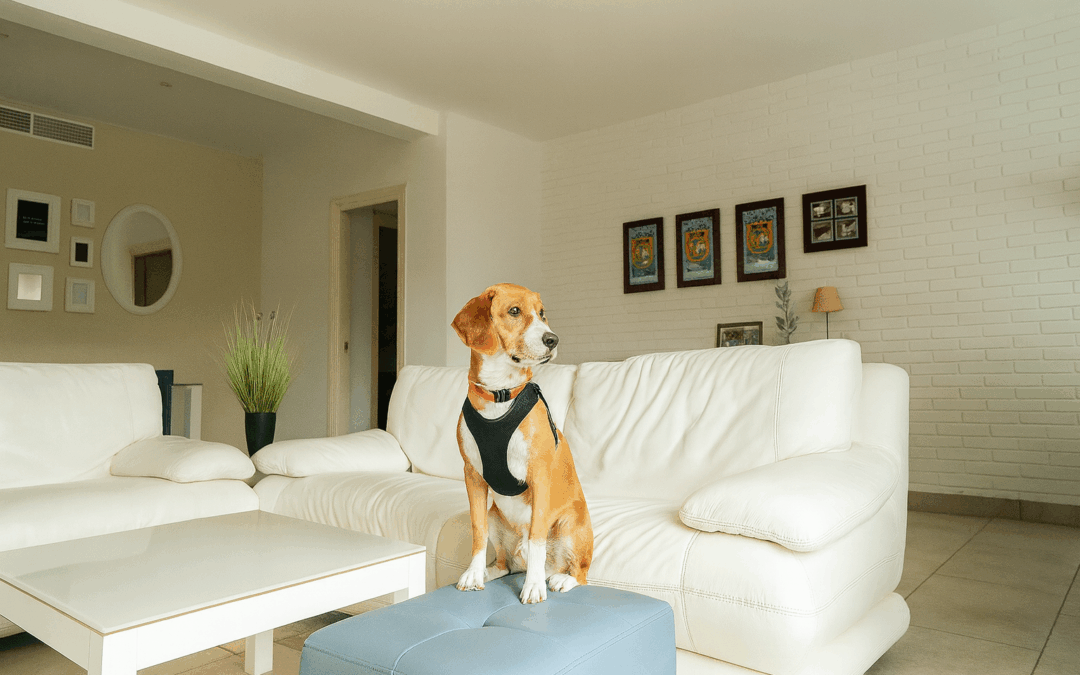 stades llargues Costa Brava – apartaments pet friendly ideals per vacances i teletreball